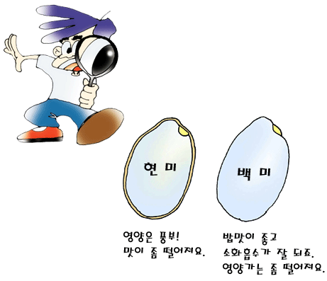 현미와 백미의 차이점