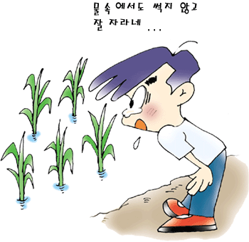 물 속에서 잘 자라는 벼의 모습