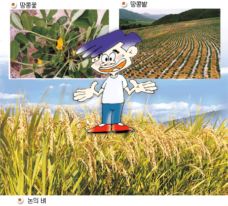 땅콩꽃, 땅콩밭, 논의벼