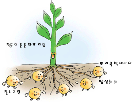 콩의 뿌리에 뿌리혹박테리아가 달린 모습.