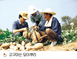 고구마는 덩이 뿌리