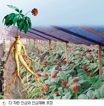 다자란 인삼과 인삼재배 포장