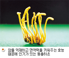 암을 억제하고 면역력을 키워주는 효능때문에 인기있는 둥충하초