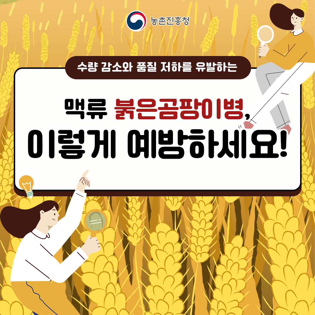 수량 감소와 품질 저하를 유발하는 맥류 붉은곰팡이병, 이렇게 예방하세요!