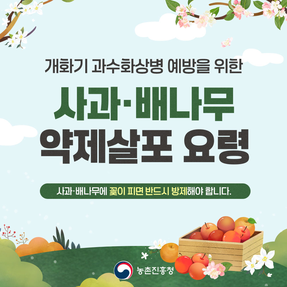 개화기 과수화상병 예방을 위한 사과·배나무 약제살포 요령 사과·배나무에 꽃이 피면 반드시 방제해야 합니다. 농촌진흥청