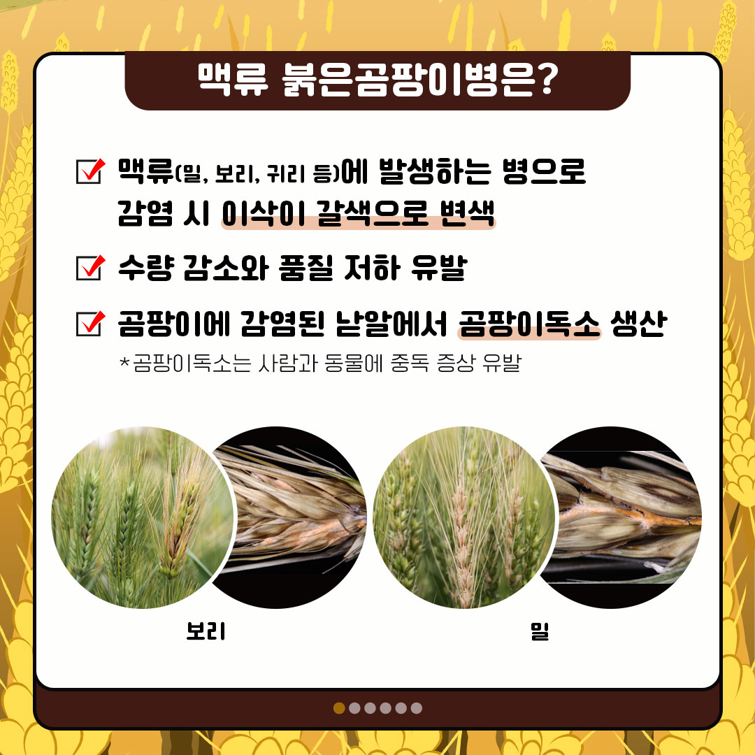 맥류 붉은공팜이병은? 맥류(밀, 보리, 귀리 등)에 발생하는 병으로 감염 시 이삭이 갈색으로 변색 수량 감소와 품질 저하 유발 곰팜이에 감염된 날알에서 곰파이독소 생산