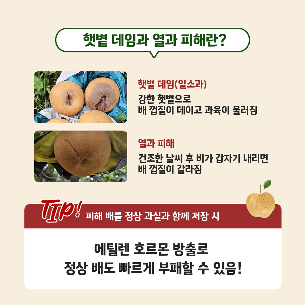 햇빛 데임과 열과 피해란