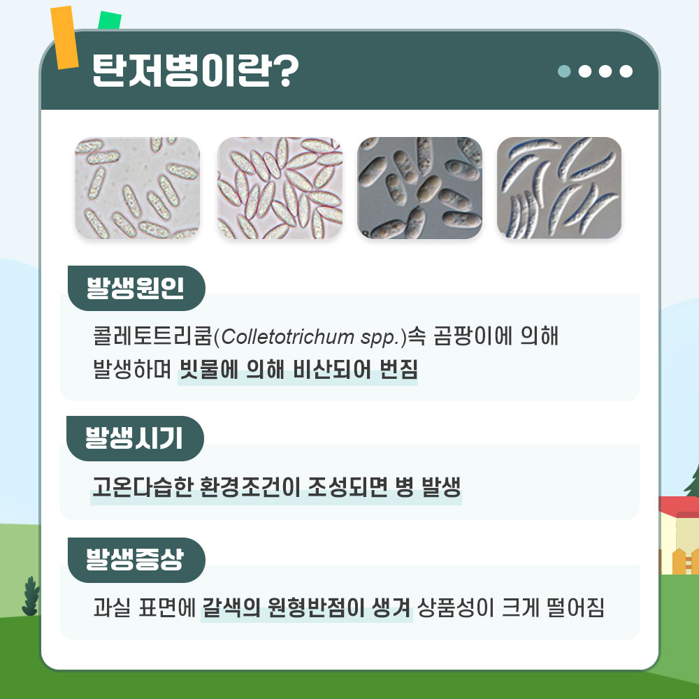 탄저병이란?  발생원인 : 콜레토트리쿰(Colletotrichum spp.) 속 곰팡이에 의해 발생하며 빗물에 의해 비산되어 번짐 발생시기 : 고온다습한 환경조건이 조성되면 병 발생 발생증상 : 과실 표면에 갈색의 원형반점이 생겨 상품성이 크게 떨어짐