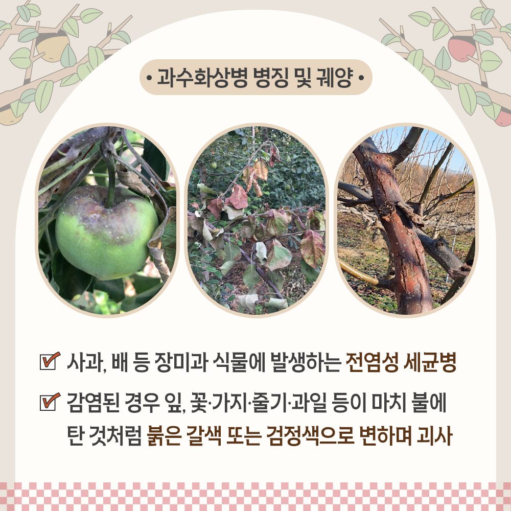 과수화상병 병징 및 궤양 사과, 배 등 장미과 식물에 발생하는 전염성 세균병 감염된 경우 잎, 꽃·가지·줄기·과일 등이 마치 불에 탄 것처럼 붉은 갈색 또는 검정색으로 변하며 괴사