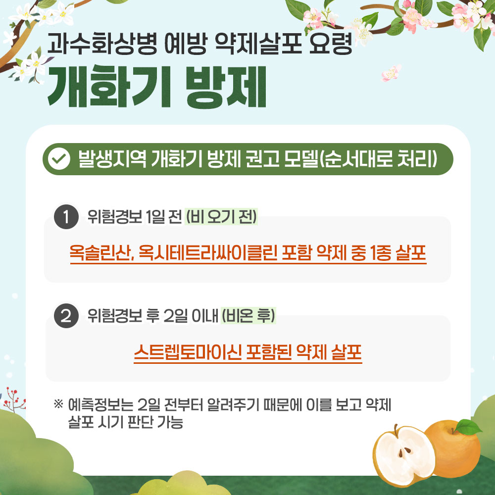 과수화상병 예방 약제살포 요령 개화기 방제 발생지역 개화기 방제 권고 모델(순서대로 처리) ① 위험경보 1일 전(비 오기 전) : 옥솔린산, 옥시테트라싸이클린 포함 약제 중 1종 살포 ② 위험경보 2일 이내(비 온 후) : 스테렘토마이신 포함된 약제 살포 ※ 예측정보는 2일 전부터 알려주기 때문에 이를 보고 약제 살포 시기 판단 가능 