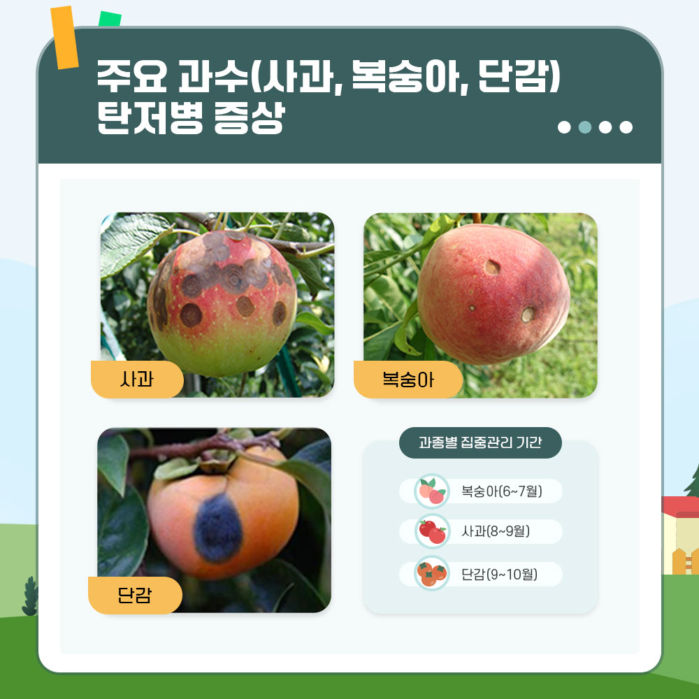 주요과수(사과, 복숭아, 단감) 탄저병 증상 이미지 : 탄저병에 감염된 사과, 복숭아, 담감 과종별 집중관리 기간 : 복숭아(6~7월), 사과(8~9월), 단감(9~10월)