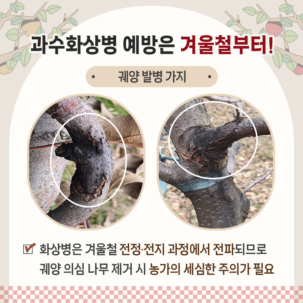 과수화상병 예방은 겨울철부터! 궤양 발병 가지 화상병은 겨울철 전정전지 과정에서 전파되므로 궤양 의심나무 제거 시 농가의 세심한 주의가 필요