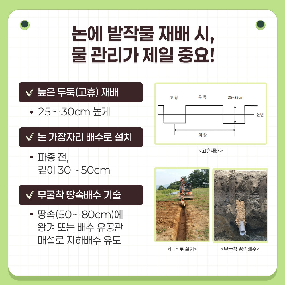 논에 밭작물 재배 시, 물 관리가 제일 중요!  높은 두둑(고휴) 재배 : 25~30cm 높게  논 가장자리에 배수로 설치 : 파종 전, 깊이 30~50cm  무굴착 땅속배수 기술 : 땅속(50~80cm)에 왕겨 또는 배수 유공관 매설로 지하배수 유도  이미지에 포함된 사진 및 도식 : 고휴재배 단면도, 배수로 설치 모습, 무굴착 땅속배수 현장 사진