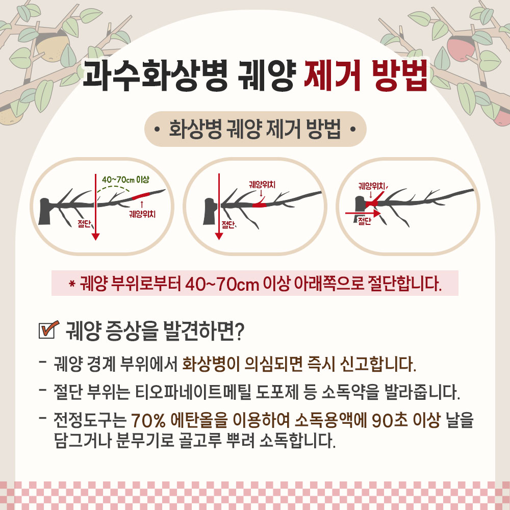 과수화상병 궤양 제거 방법 40~70cm 이상 • 화상병 궤양제거 방법 ᆞ 궤양위치 2L 절단, 궤양위치 궤양위치, 절단 * 궤양 부위로부터 40~70cm 이상 아래쪽으로 절단합니다. 궤양 증상을 발견하면? 궤양 경계 부위에서 화상병이 의심되면 즉시 신고합니다. 절단 부위는 티오파네이트메틸 도포제 등 소독약을 발라줍니다. 전정도구는 70% 에탄올을 이용하여 소독용액에 90초 이상 날을 담그거나 분무기로 골고루 뿌려 소독합니다.