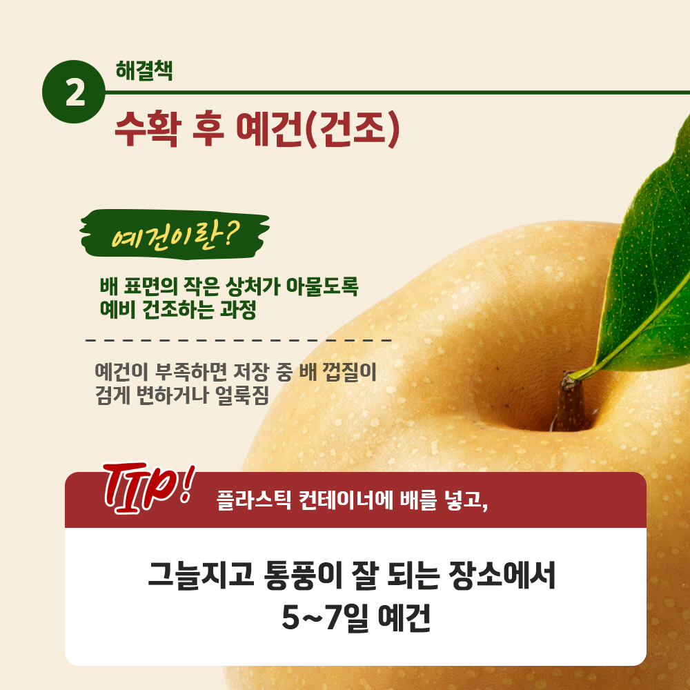 수확 후 예건(건조)