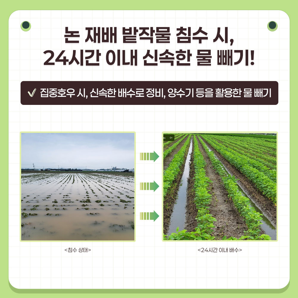논 재배 밭작물 침수 시, 24시간 이내 신속한 물 빼기!  집중호우 시, 신속한 배수로 정비, 양수기 등을 활용한 물 빼기  이미지  : 침수 상태, 24시간 이내 배수 완료