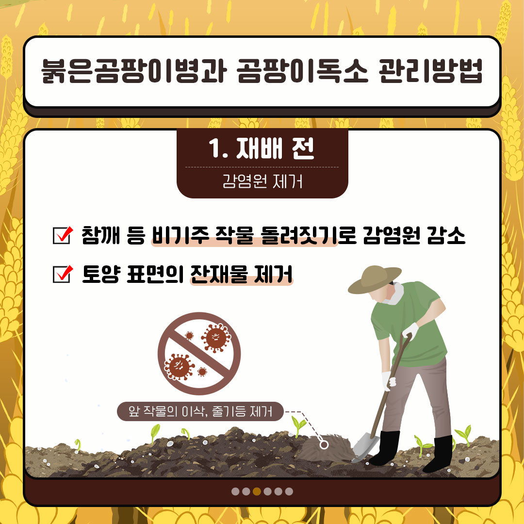 붉은곰팡이병과 곰팡이독속 관리방법 1. 재배 전 감염원 제거 참깨 등 비기주 작물 돌려짓기로 감염원 감소 토양 표면의 잔재물 제거