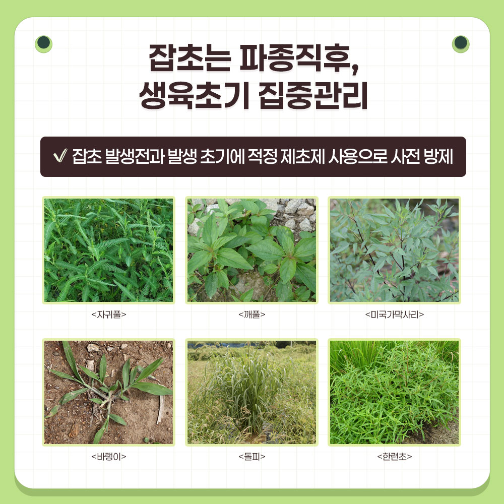 잡초는 파종직후, 생육초기 집중관리  잡초 발생 전과 발생 초기에 적정 제초제 사용으로 사전 방제  주요 관리 대상 잡초 : 자귀풀, 깨풀, 미국가막사리, 바랭이, 돌피, 한련초