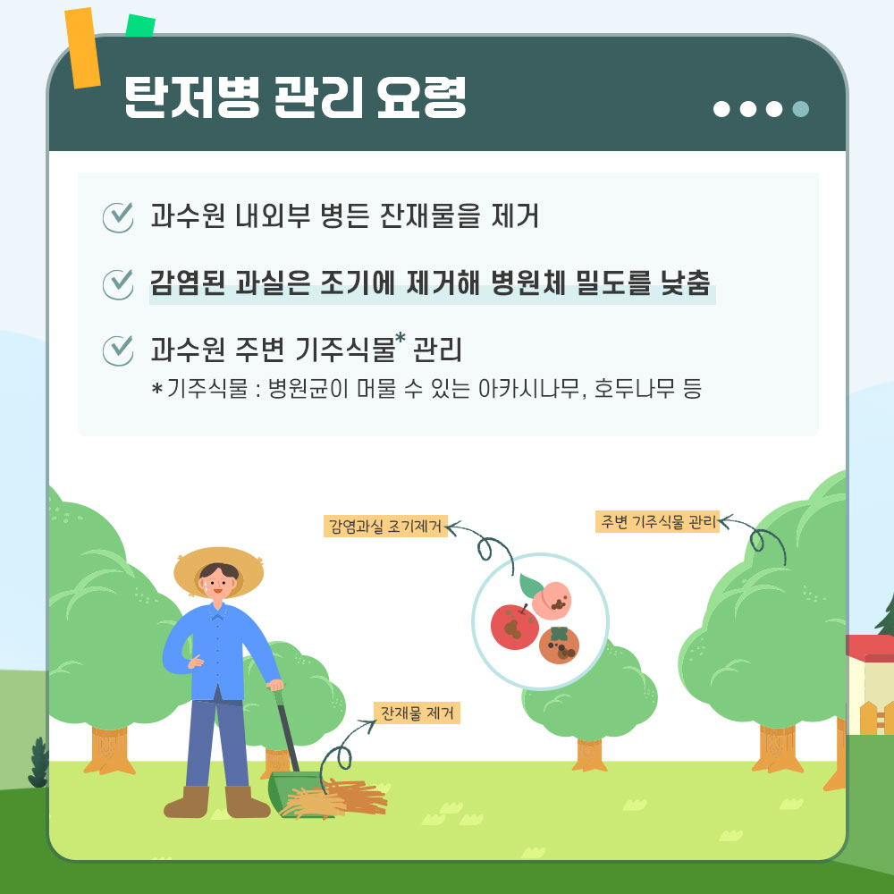 탄저병 관리 요령 과수원 내외부 병든 잔재물을 제거 감염된 과실은 조기에 제거해 병원체 밀도를 낮춤 과수원 주변 기주식물(병원균이 머물 수 있는 아카시아, 호두나무 등) 관리 