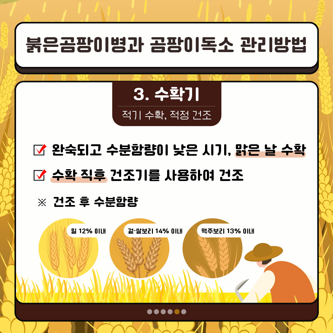 붉은곰팡이병과 곰팡이독속 관리방법 2. 수확기 적기 수확, 적정 건조 완숙되고 수분함량이 낮은 시기, 맑은 날 수확 수확 직후 건조기를 사용하여 건조 건조 후 수분함량