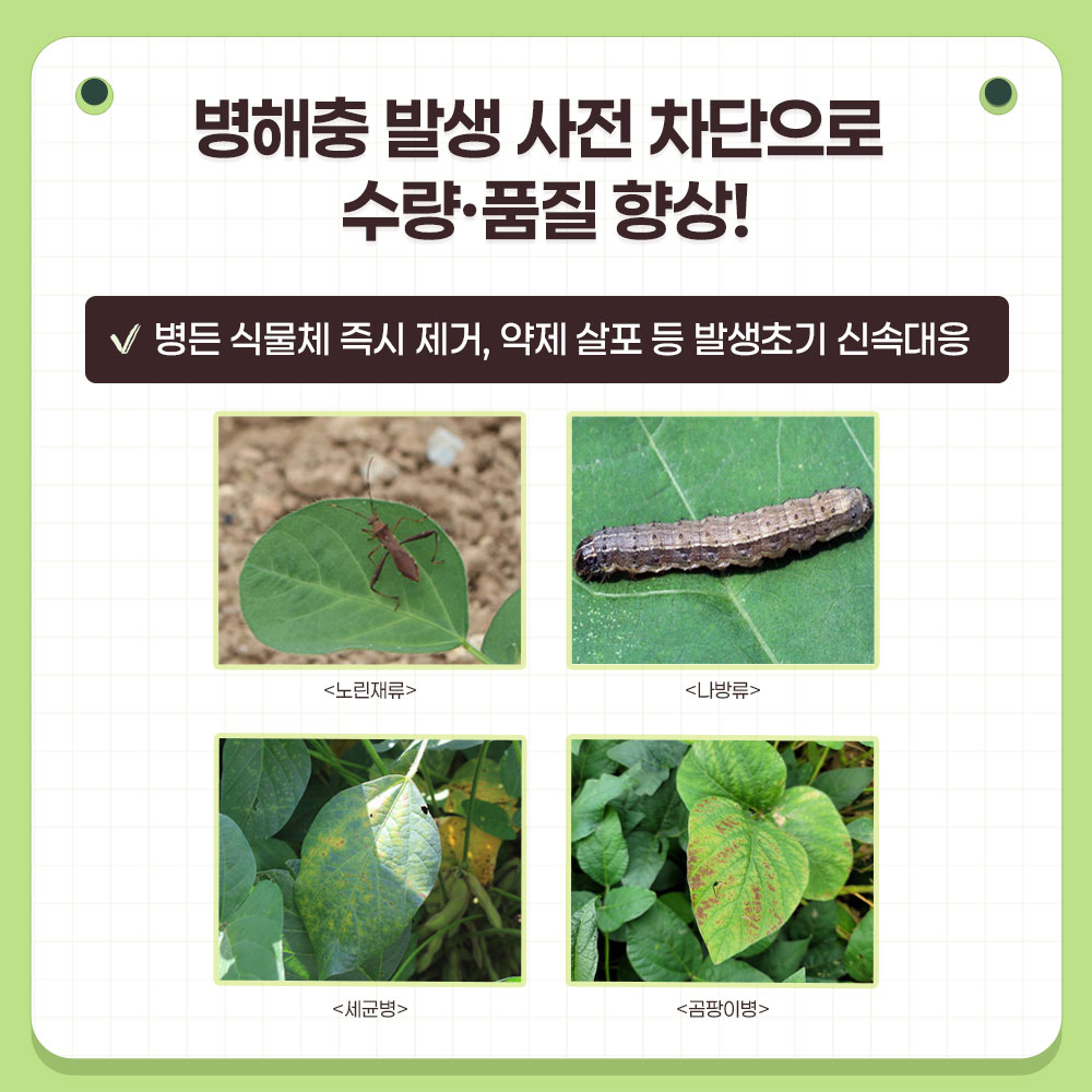 병해충 발생 사전 차단으로 수량·품질 향상!  병든 식물체 즉시 제거, 약제 살포 등 발생 초기 신속 대응  주요 병해충 : 노린재류, 나방류, 세균병, 곰팡이병
