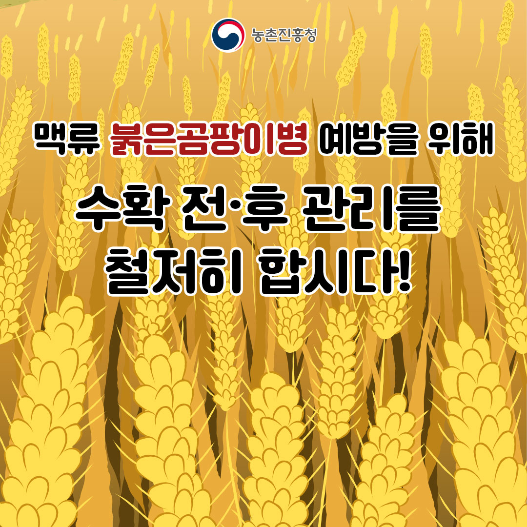 맥류 붉은곰팡이병 예방을 위해 수확전·후 관리를 철저히 합시다.