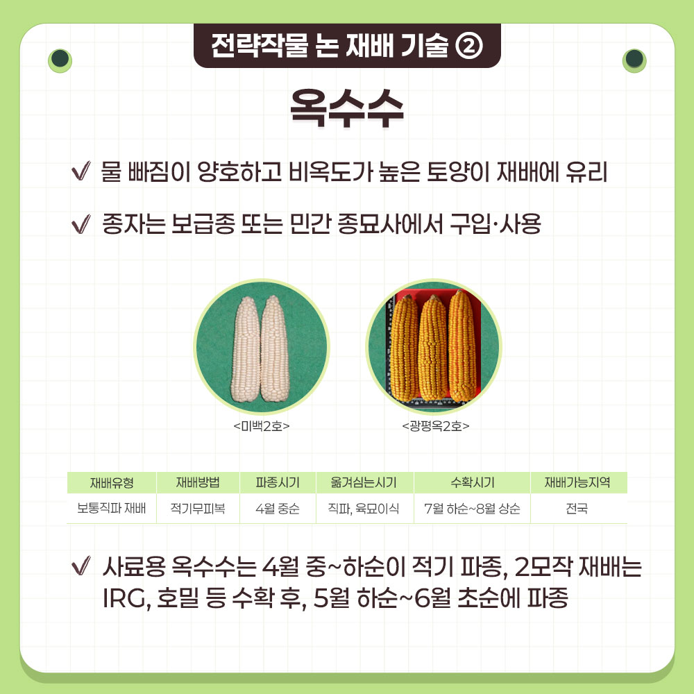 전략작물 논 재배 기술 ② 옥수수  물 빠짐이 양호하고 비옥도가 높은 토양이 재배에 유리 종자는 보급종 또는 민간 종묘사에서 구입·사용  품종 예시 : 미백2호, 광평옥2호  재배유형,	재배방법,	파종시기, 옮겨 심는 시기, 수확 시기, 재배 가능 지역로 구분된 표에 대한 설명 : 보통직파 재배, 적기 무피복, 4월 중순, 직파, 육묘 이식, 7월 하순 ~ 8월 상순, 전국  사료용 옥수수는 4월 중~하순이 적기 파종, 2모작 재배는 IRG, 호밀 등 수확 후 5월 하순~6월 초순에 파종