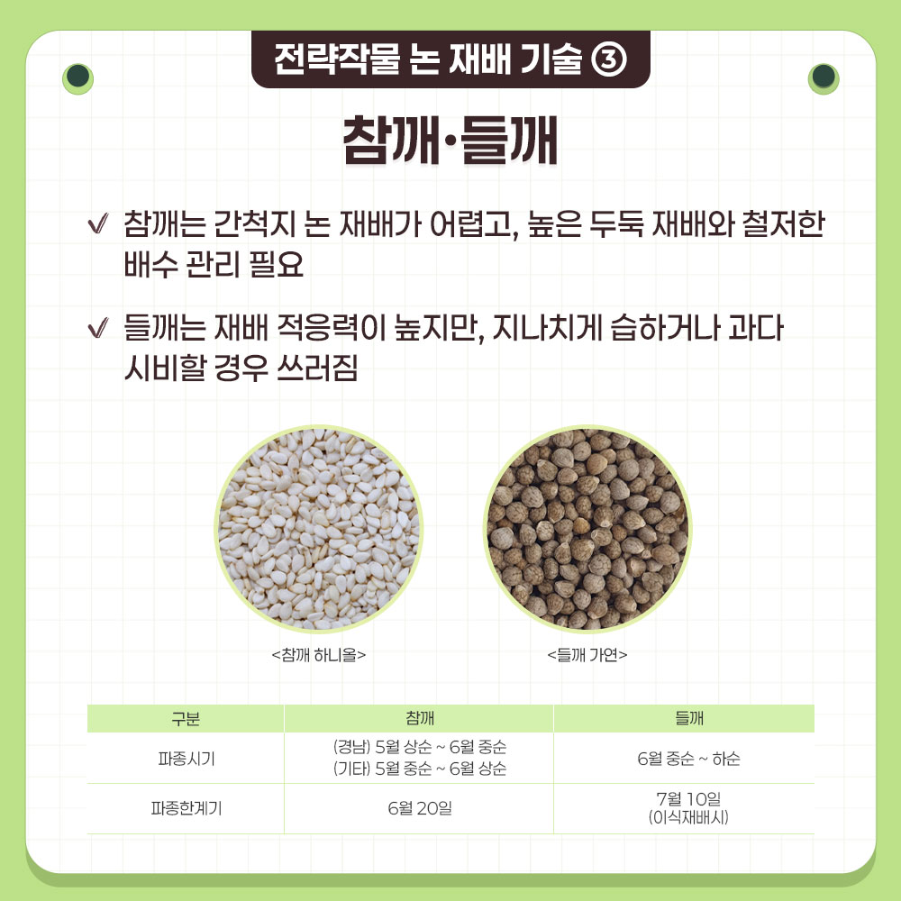 전략작물 논 재배 기술 ③ 참깨 · 들깨  참깨는 간척지 논 재배가 어렵고, 높은 두둑 재배와 철저한 배수 관리가 필요 들깨는 재배 적응력이 높지만, 지나치게 습하거나 과다 시비 시 쓰러짐 발생  품종 예시 : 참깨 하니올, 들깨 가연  구분, 참깨, 들깨로 구분된 표에 대한 설명 파종 시기	, (경남) 5월 상순 ~ 6월 중순, (기타) 5월 중순 ~ 6월 상순, 6월 중순 ~ 하순 파종 한계기, 6월 20일, 7월 10일 (이식재배 시)