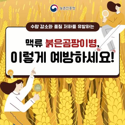 맥류 붉은곰팡이병, 이렇게 예방하세요!