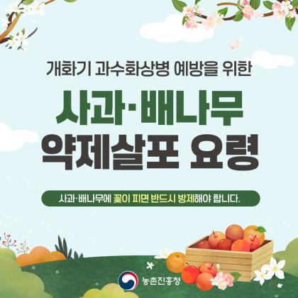 개화기 과수화상병 예방을 위한 사과·배나무 약제살포 요령 사과·배나무에 꽃이 피면 반드시 방제해야 합니다. 농촌진흥청