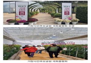 경남 육성 국화 126종, 거창사건추모공원서 선보여