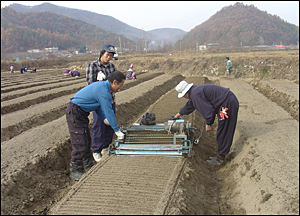 [충북] 충북농업기술원, 봄철 인삼밭 제때 관리 당부.
