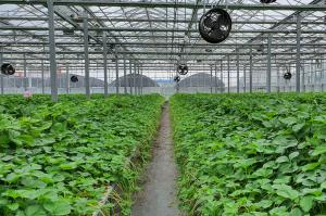 여름철 딸기 육묘 환경·병해충 관리 필수