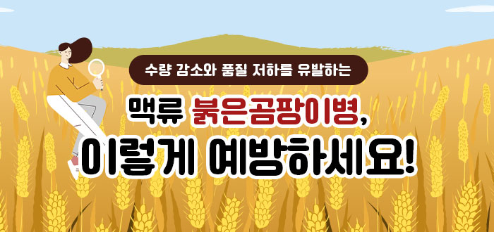 맥류 붉은곰팡이병 이렇게 예방하세요