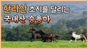 한라산 초지에 올해 첫 방목! 국내산 승용마 100마리의 '봄날의 질주'