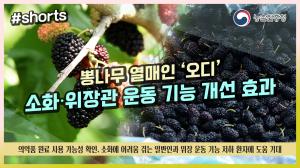 국산 ‘오디’ 소화‧위장관 운동 기능 개선 효과 “탁월”👍👍