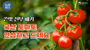 공포의 쓴 맛!? 놉! 이젠 멋쟁이 토마토~ 토마토🍅🎶