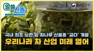 [알쓸신농 6화] 노란잎 차나무 신품종 '금다'를 아시나요!!?