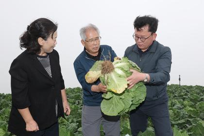 고랭지 병해충 막바지 방제 철저