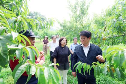 과수 탄저병 예찰 현장 점검