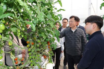 시설토마토 재배 현장 점검