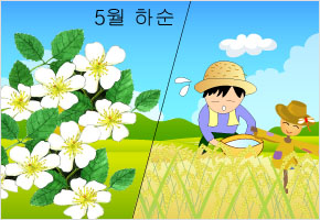 찔레꽃 필 때 물 잡으면 풍년이 든다. 이미지