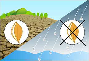 가뭄에는 씨가 서도 장마에는 씨도 없다 이미지