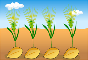 송장하고 보리는 깊게 묻어라 이미지