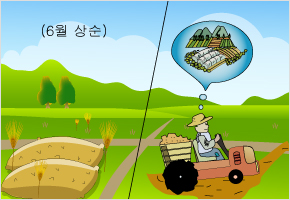 보리 환갑은 망종이다 이미지