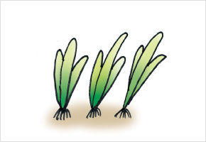 입춘에 보리뿌리 3개면 풍년든다 이미지