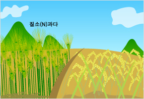 보릿대 풍년은 곡식 흉년이다 이미지