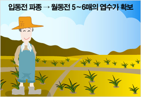 보리는 입동전에 묻어 줘라 이미지