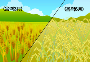 보리 안패는 3월 없고 벼 안패는 6월 없다 이미지