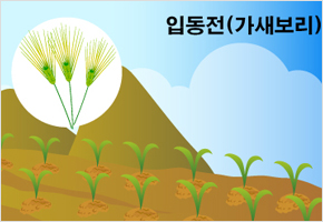 입동전 가새보리 춘분 되어야 알아본다 이미지